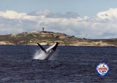 Montague Island, Whale Watch &, Seals Tour 8:00 am   (Landing on Island)